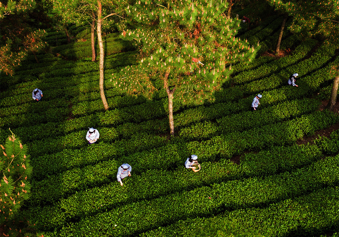 茶葉品牌商標取名大全集-探鳴起名網(wǎng).jpg